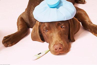 第三人称魂系潜行动作游戏《BANSHEE: Demon Girl》Steam页面开放 明年发售